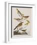 Illustration from 'Birds of America', 1827-38-John James Audubon-Framed Giclee Print