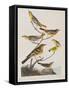 Illustration from 'Birds of America', 1827-38-John James Audubon-Framed Stretched Canvas