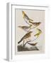 Illustration from 'Birds of America', 1827-38-John James Audubon-Framed Giclee Print