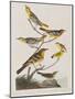 Illustration from 'Birds of America', 1827-38-John James Audubon-Mounted Giclee Print