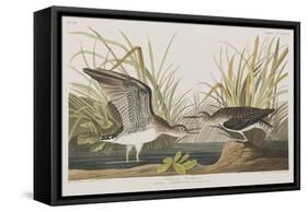 Illustration from 'Birds of America', 1827-38-John James Audubon-Framed Stretched Canvas