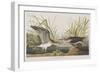 Illustration from 'Birds of America', 1827-38-John James Audubon-Framed Giclee Print