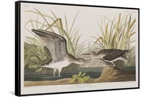 Illustration from 'Birds of America', 1827-38-John James Audubon-Framed Stretched Canvas