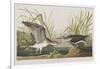 Illustration from 'Birds of America', 1827-38-John James Audubon-Framed Giclee Print