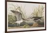 Illustration from 'Birds of America', 1827-38-John James Audubon-Framed Giclee Print