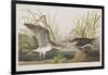 Illustration from 'Birds of America', 1827-38-John James Audubon-Framed Giclee Print