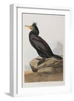 Illustration from 'Birds of America', 1827-38-John James Audubon-Framed Giclee Print