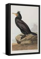 Illustration from 'Birds of America', 1827-38-John James Audubon-Framed Stretched Canvas