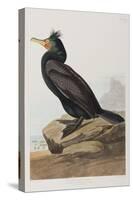 Illustration from 'Birds of America', 1827-38-John James Audubon-Stretched Canvas