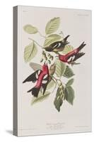 Illustration from 'Birds of America', 1827-38-John James Audubon-Stretched Canvas