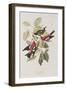 Illustration from 'Birds of America', 1827-38-John James Audubon-Framed Giclee Print