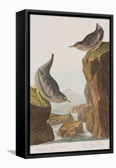 Illustration from 'Birds of America', 1827-38-John James Audubon-Framed Stretched Canvas