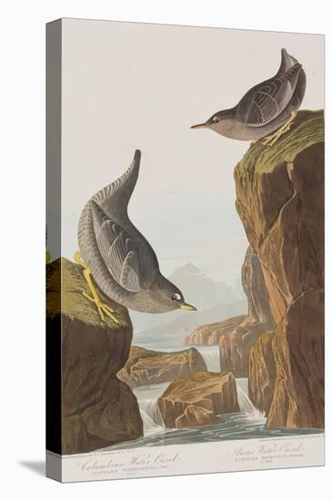 Illustration from 'Birds of America', 1827-38-John James Audubon-Stretched Canvas