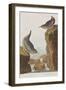 Illustration from 'Birds of America', 1827-38-John James Audubon-Framed Giclee Print