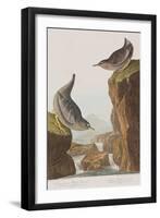 Illustration from 'Birds of America', 1827-38-John James Audubon-Framed Giclee Print