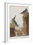 Illustration from 'Birds of America', 1827-38-John James Audubon-Framed Giclee Print