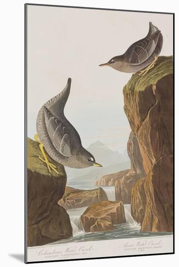 Illustration from 'Birds of America', 1827-38-John James Audubon-Mounted Giclee Print