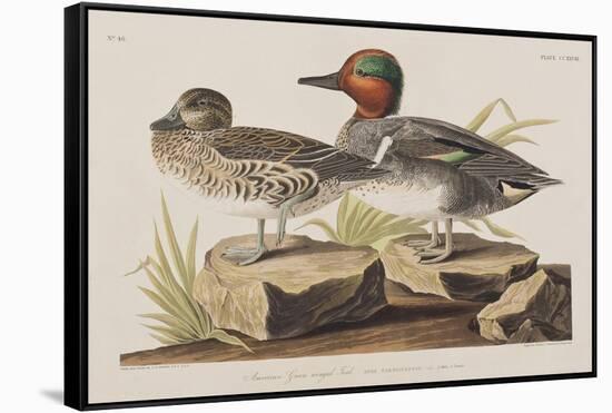 Illustration from 'Birds of America', 1827-38-John James Audubon-Framed Stretched Canvas