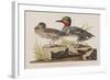 Illustration from 'Birds of America', 1827-38-John James Audubon-Framed Giclee Print