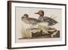 Illustration from 'Birds of America', 1827-38-John James Audubon-Framed Giclee Print