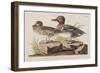 Illustration from 'Birds of America', 1827-38-John James Audubon-Framed Giclee Print