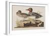 Illustration from 'Birds of America', 1827-38-John James Audubon-Framed Giclee Print