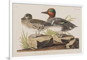 Illustration from 'Birds of America', 1827-38-John James Audubon-Framed Giclee Print