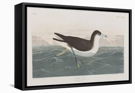 Illustration from 'Birds of America', 1827-38-John James Audubon-Framed Stretched Canvas