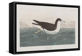 Illustration from 'Birds of America', 1827-38-John James Audubon-Framed Stretched Canvas