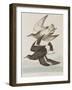 Illustration from 'Birds of America', 1827-38-John James Audubon-Framed Giclee Print