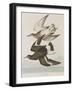 Illustration from 'Birds of America', 1827-38-John James Audubon-Framed Giclee Print