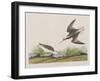 Illustration from 'Birds of America', 1827-38-John James Audubon-Framed Giclee Print