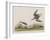 Illustration from 'Birds of America', 1827-38-John James Audubon-Framed Giclee Print