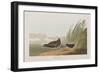 Illustration from 'Birds of America', 1827-38-John James Audubon-Framed Giclee Print