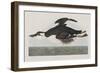 Illustration from 'Birds of America', 1827-38-John James Audubon-Framed Giclee Print