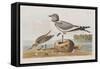 Illustration from 'Birds of America', 1827-38-John James Audubon-Framed Stretched Canvas