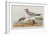 Illustration from 'Birds of America', 1827-38-John James Audubon-Framed Giclee Print