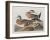 Illustration from 'Birds of America', 1827-38-John James Audubon-Framed Giclee Print