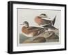 Illustration from 'Birds of America', 1827-38-John James Audubon-Framed Giclee Print