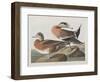 Illustration from 'Birds of America', 1827-38-John James Audubon-Framed Giclee Print