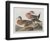 Illustration from 'Birds of America', 1827-38-John James Audubon-Framed Giclee Print