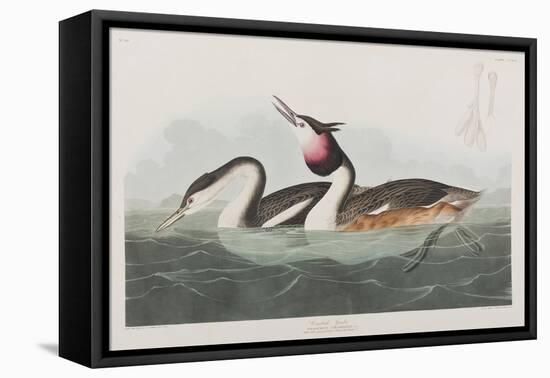 Illustration from 'Birds of America', 1827-38-John James Audubon-Framed Stretched Canvas