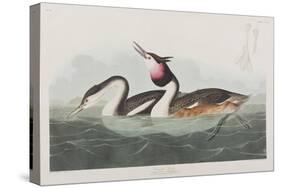 Illustration from 'Birds of America', 1827-38-John James Audubon-Stretched Canvas