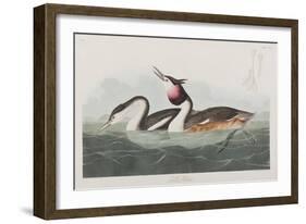 Illustration from 'Birds of America', 1827-38-John James Audubon-Framed Giclee Print