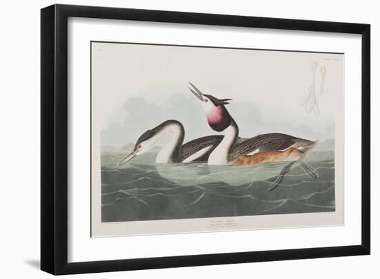 Illustration from 'Birds of America', 1827-38-John James Audubon-Framed Giclee Print