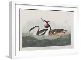 Illustration from 'Birds of America', 1827-38-John James Audubon-Framed Giclee Print