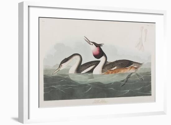 Illustration from 'Birds of America', 1827-38-John James Audubon-Framed Giclee Print