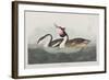 Illustration from 'Birds of America', 1827-38-John James Audubon-Framed Giclee Print