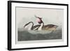 Illustration from 'Birds of America', 1827-38-John James Audubon-Framed Giclee Print