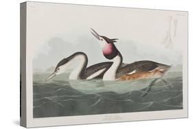 Illustration from 'Birds of America', 1827-38-John James Audubon-Stretched Canvas